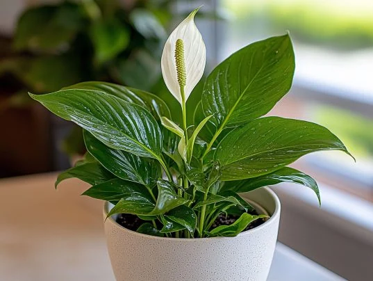 Einblatt (Spathiphyllum wallisii) im Badezimmer