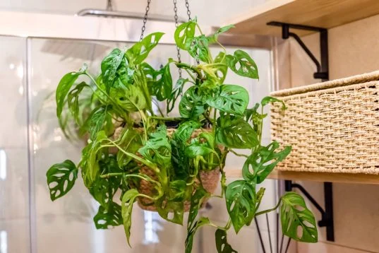 Monstera im Badezimmer